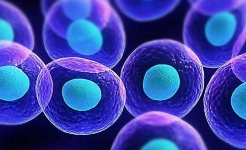 美国试管：第三天的胚胎与第五天的囊胚有哪些不同？