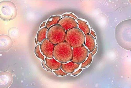 美国试管婴儿专家解惑：移植2~3个胚胎真能提高着床率吗？