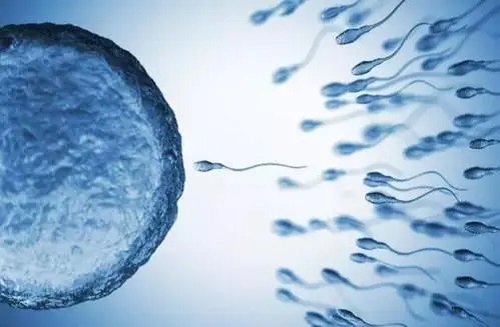 美国试管资讯：冷冻胚胎的复苏成功率是多少？
