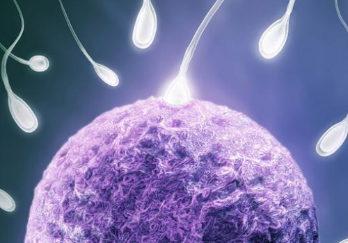 什么样的试管婴儿胚胎能提高成功率