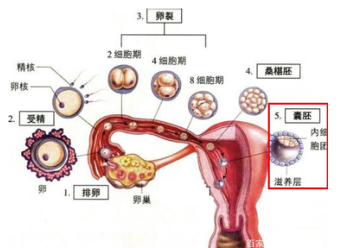 试管婴儿一个治疗周期需要多长时间呢?