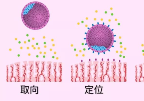 第三代试管婴儿多少钱和时间流程